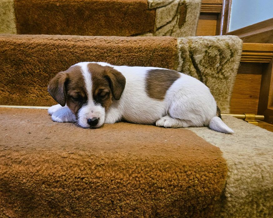 Suczka Szczeniak Jack Russell Terrier