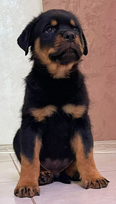 Kennel Iz Vom Haus Honda Fortuna.