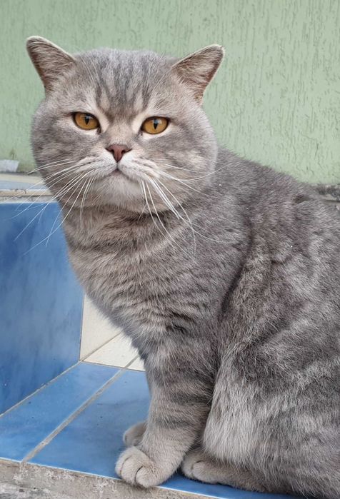 Кошеня шотландське мраморне