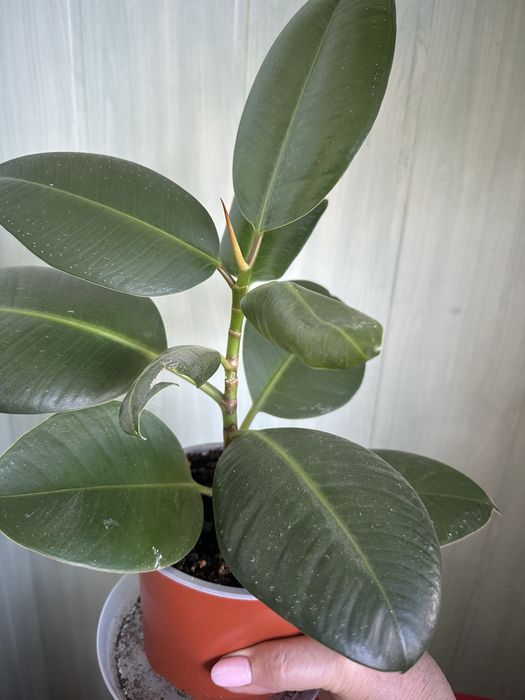 Фікуси Робуста, Бейліз, , ціна від 100 ₴