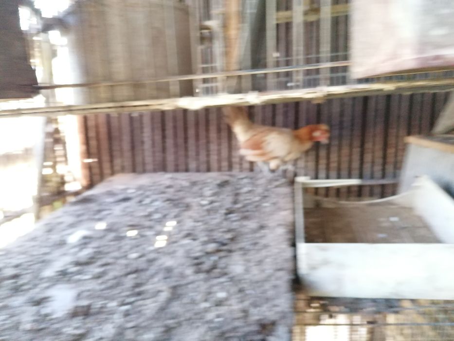 Garnizés para venda