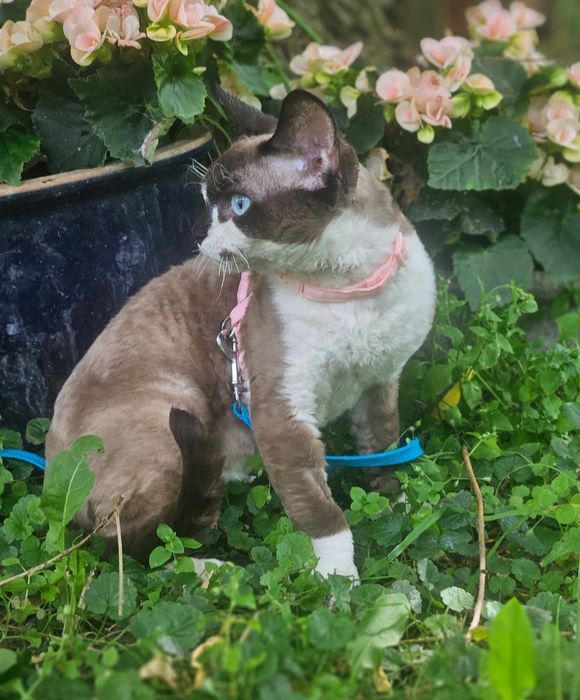 Devon rex reproduktor