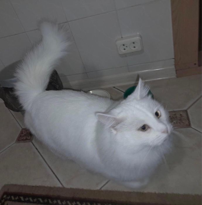 Сніжок шукає нову сім‘ю. 2,5 роки. Кастрований