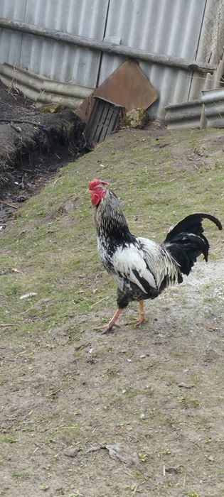 Молодий плодоносний великий голосний півень для Ваших курочок