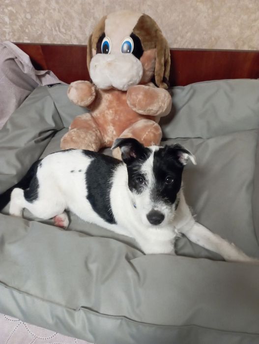 Отдам щенка-подростка