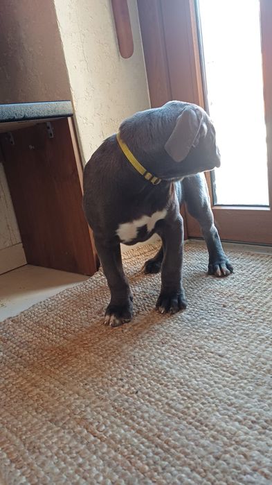 Cane Corso suczka mocna budowa