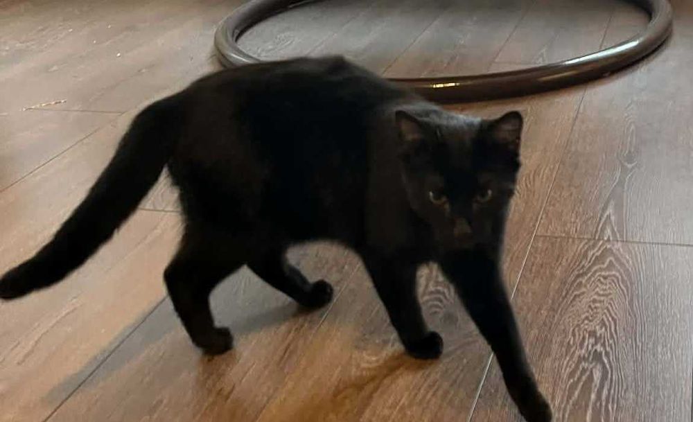 Czarny kocurek młody