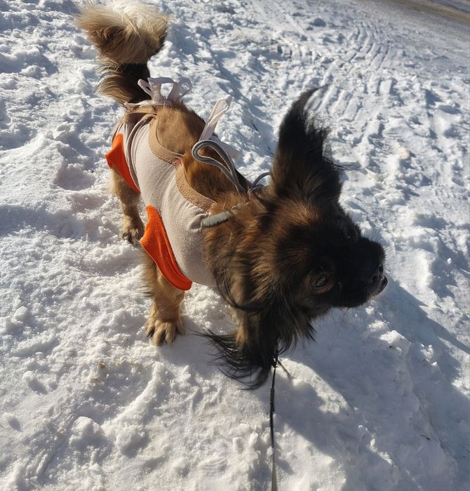 PEKINKA - szuka wyjątkowego Domu