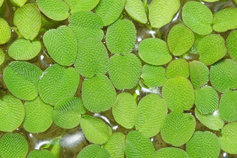 Salvinia Auriculata – Planta aquática