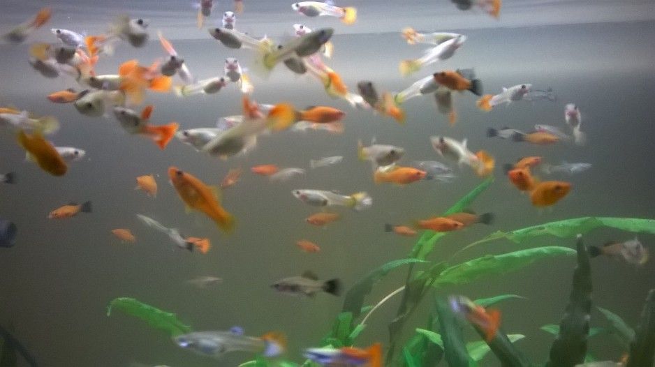 Mieczyki, gupiki, glonojady złote - rybki akwariowe Morąg