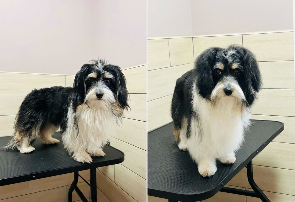 Перетримка домашніх тварин (ЗООГОТЕЛЬ) та послуги ГРУМІНГУ