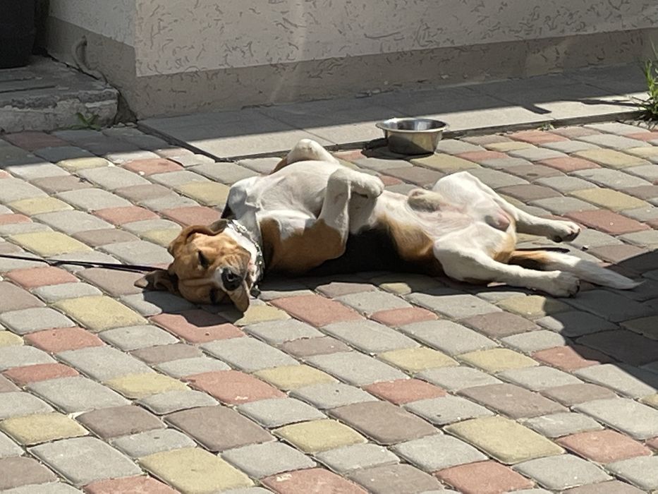 Случка, вязка бигль.