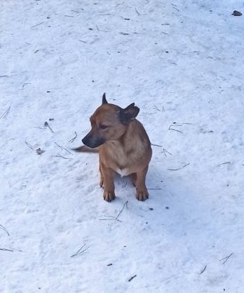 Цуценята 6 місяціа