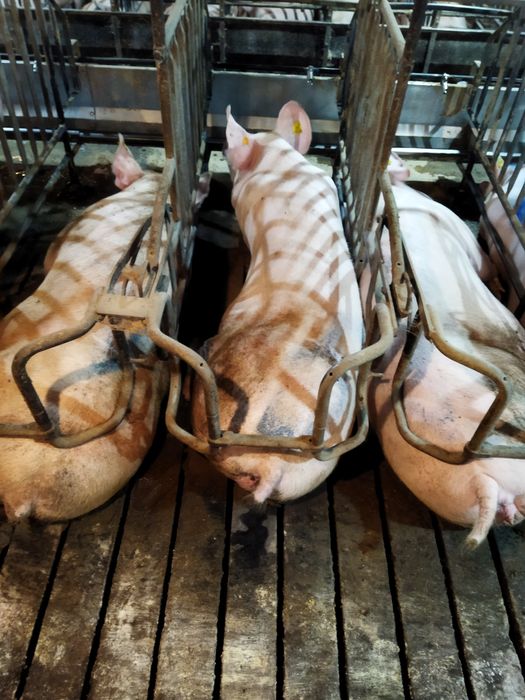 Продам свиней живою вагою