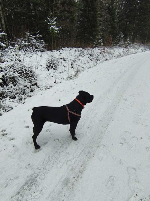 Цуценята кане-корсо