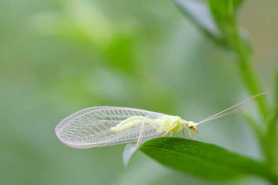 Златоглазка и компания Антистресс Макро фото съёмка Обмен на Смартфон