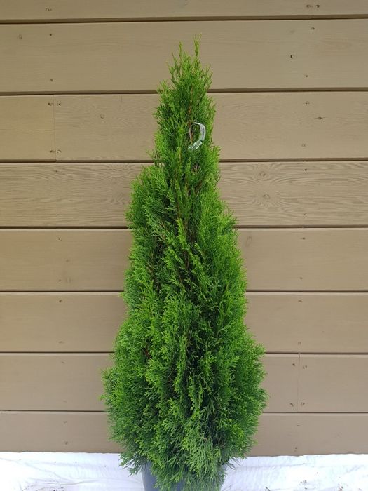 thuja tuja smaragd szmaragd 120 cm grunt
