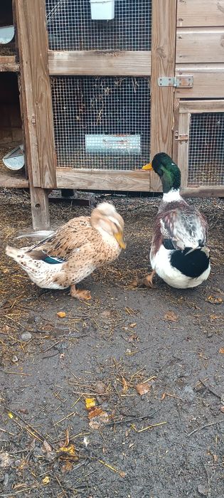 Parka kaczek staropolskich czubatych