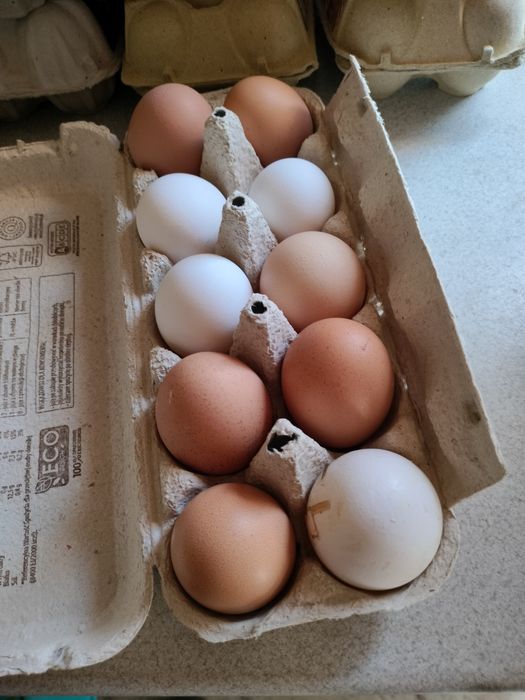 Sprzedam jajka ekologiczne z wolnego wybiegu