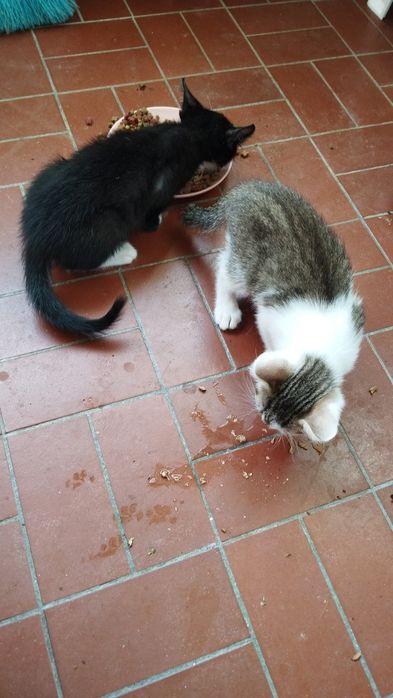 Gatinhos paser  se doado