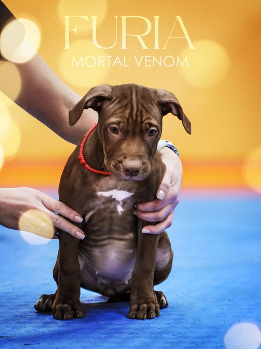 ТОП!!  Цуценя американського пітбультерєра, пітбуль, пит