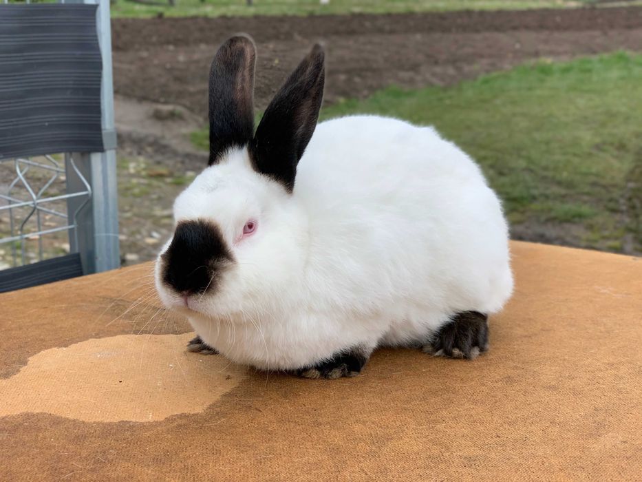 Króliki Kalifornijskie samica samiec