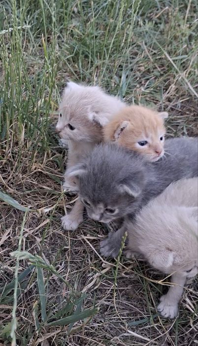 Котики шукають батьків