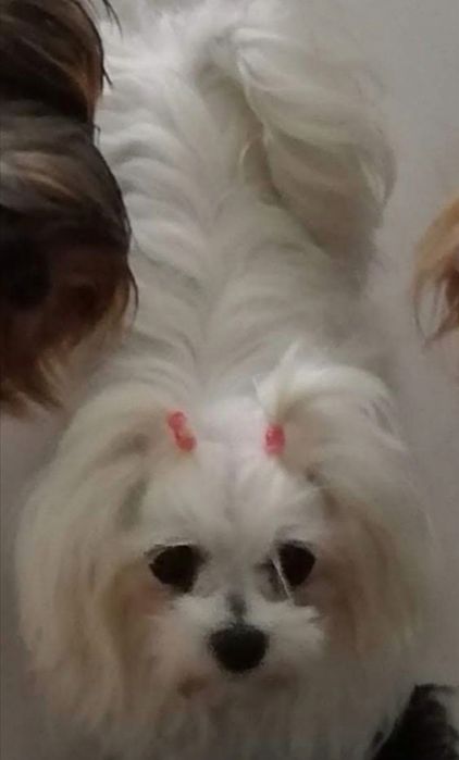 MORKIE Czarny Maltańczyk  rodowód