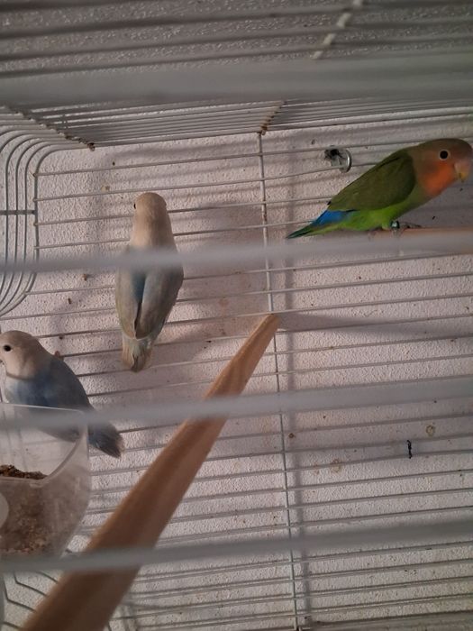Vendo agapornis deste ano com 4 meses .