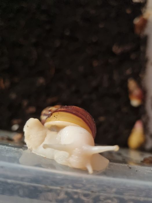 Lissachatina Albino Body