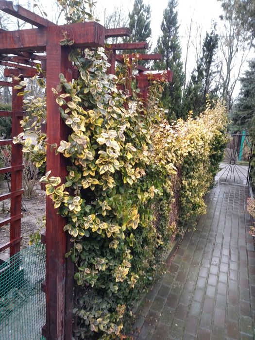 Trzmielina kwiaty do ogrodu, na płot i skalniak