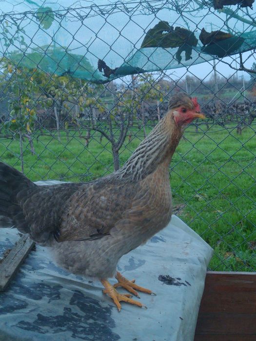 Ovos para incubação de crem legbar, brahama perdiz, sedosas barbudas