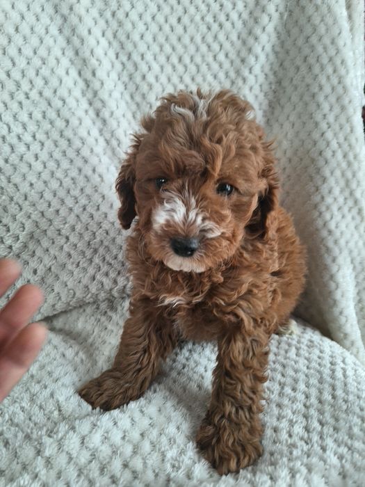 Cavapoo-szczeniak-chlopczyk