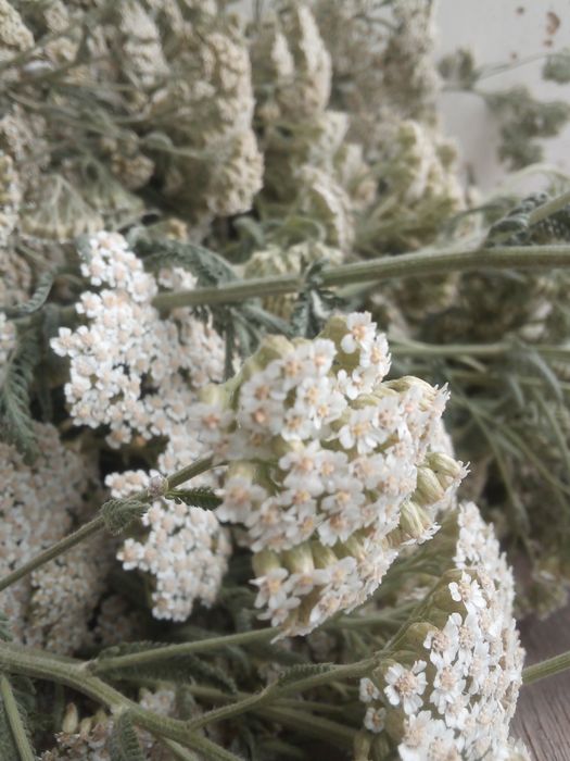 Тысячелистник (деревій)