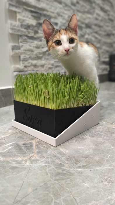 Personalizowany pojemnik/doniczka na trawę dla Twojego kota - druk 3D
