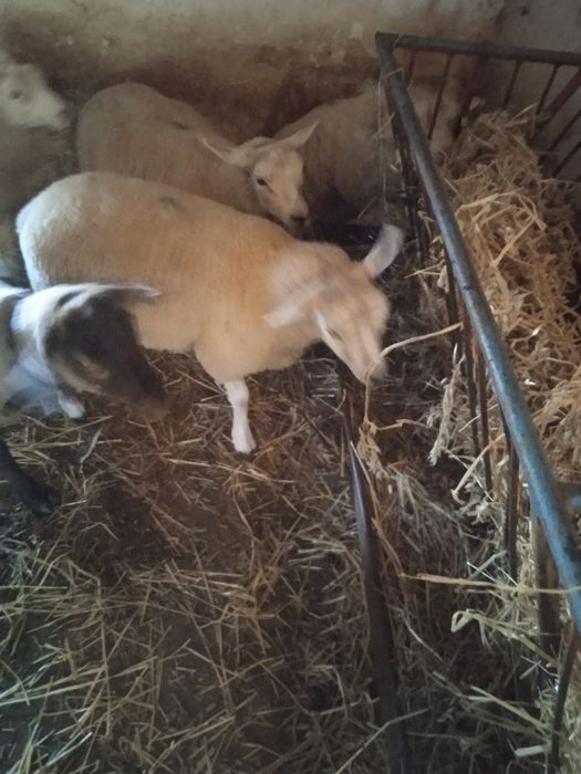 Vendo uma borrega texel e dois machos texel