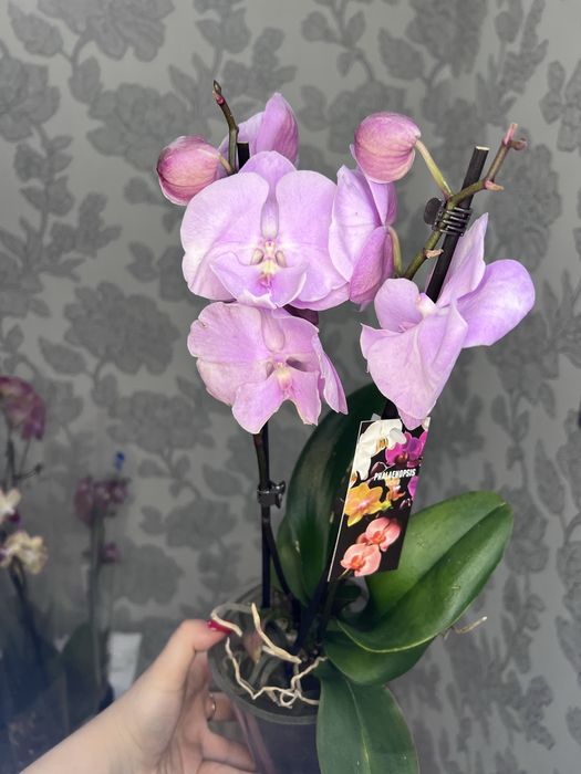 Орхідеї асортимент від 100 грн