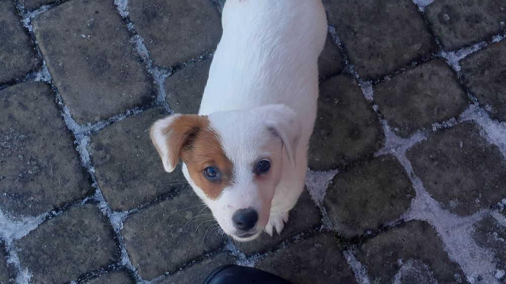 Jack Russell Terrier