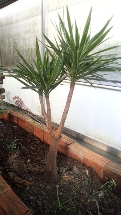 Planta árvore yucca jardim