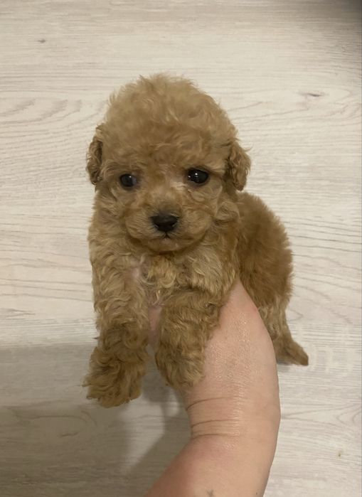 Маль типу хлопчик