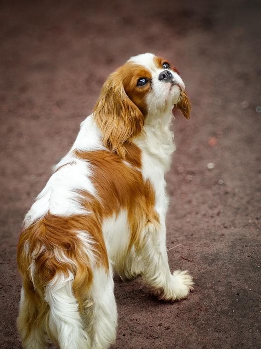 Cavapoo F1 piesek Messi wyjątkowe umaszczenie