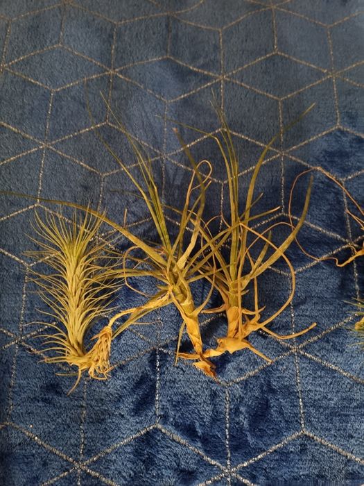 Тилландсия криптантус