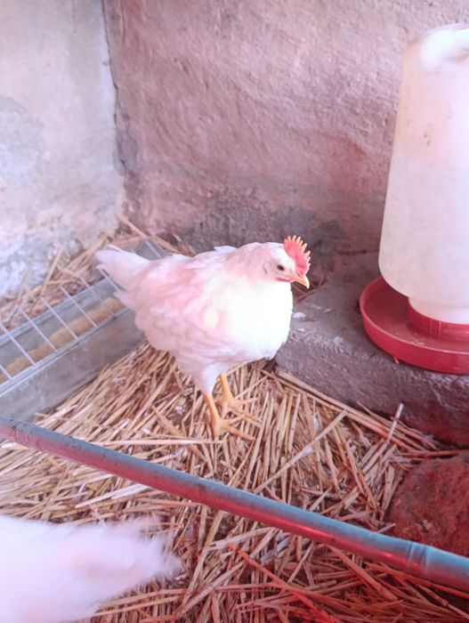Galos leghorn com 1 mês e meio
