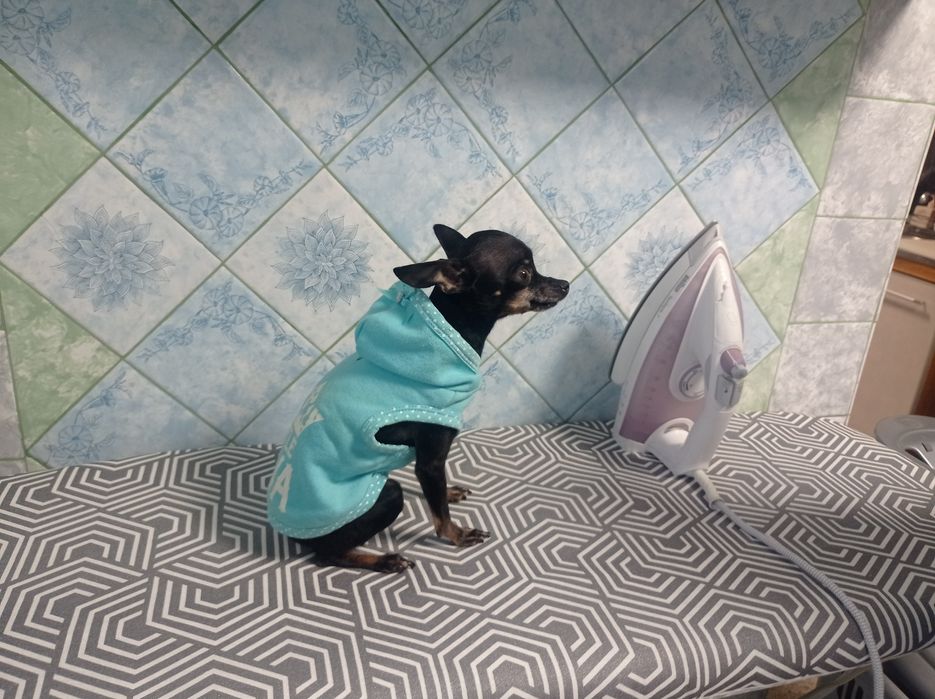 Одежда для мини собаки или щенка.