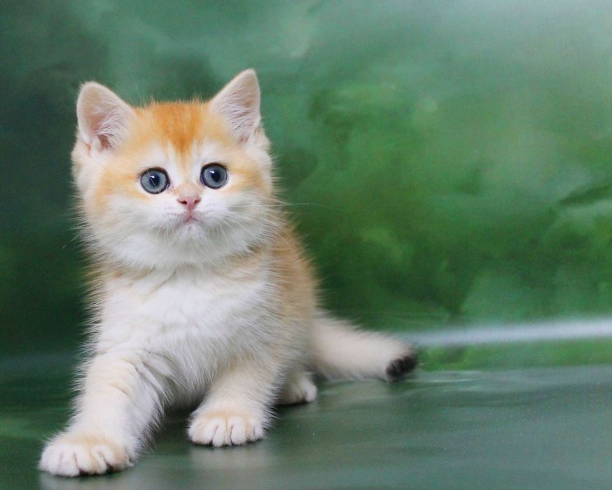 Золотий хлопчина змінить ваше життя