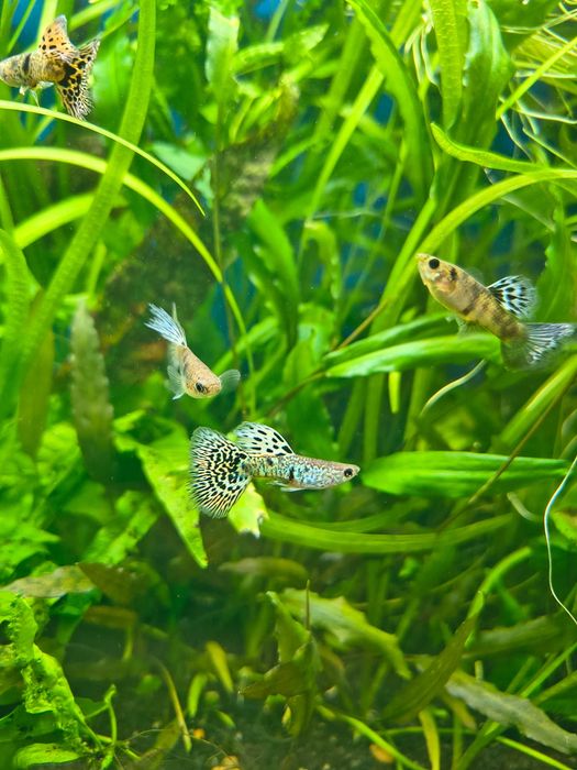 Gupik Yelow Tiger King Cobra