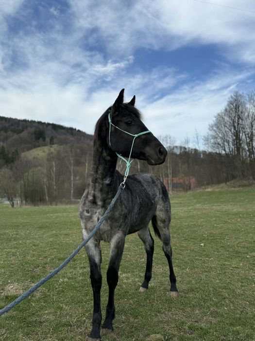 Sprzedam Ogierka