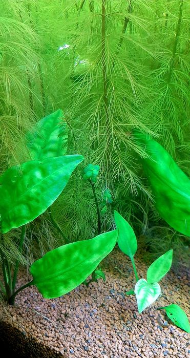 Акваріумні рослини