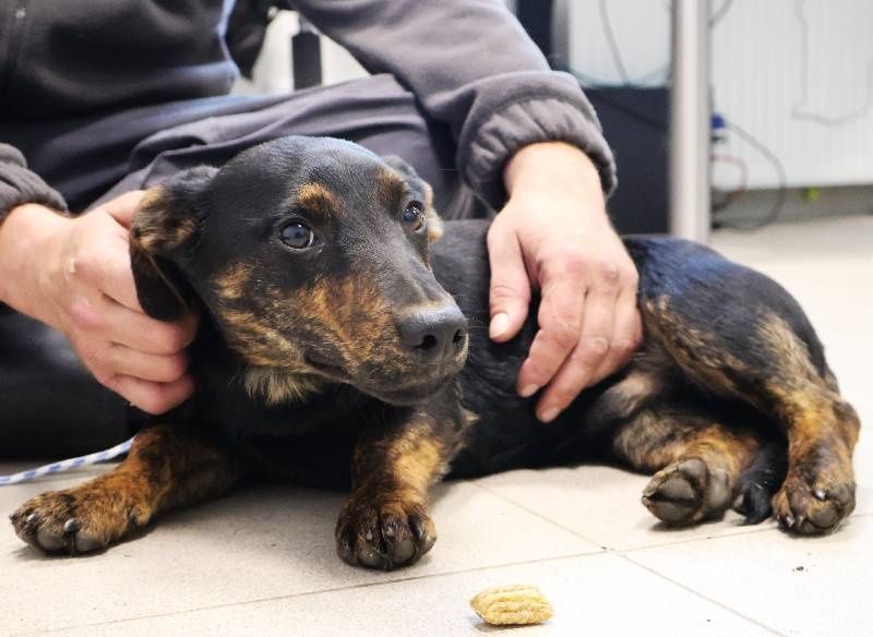 Kminek - młodziak, ala jamnik