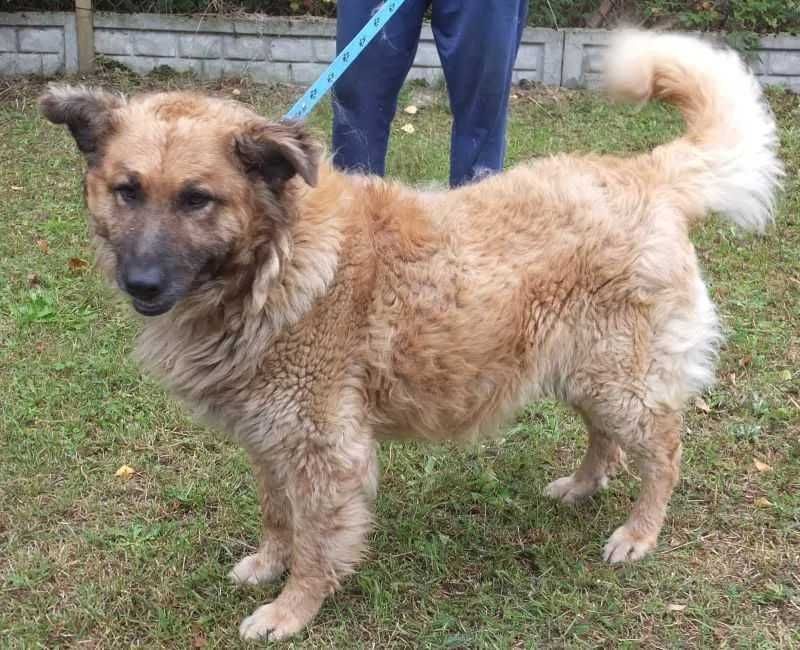 PIĘKNY, WESOŁY, większy psiak do adopcji - oryginalne umaszczenie